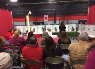 Maumee cat show offers purr-fect feline fix