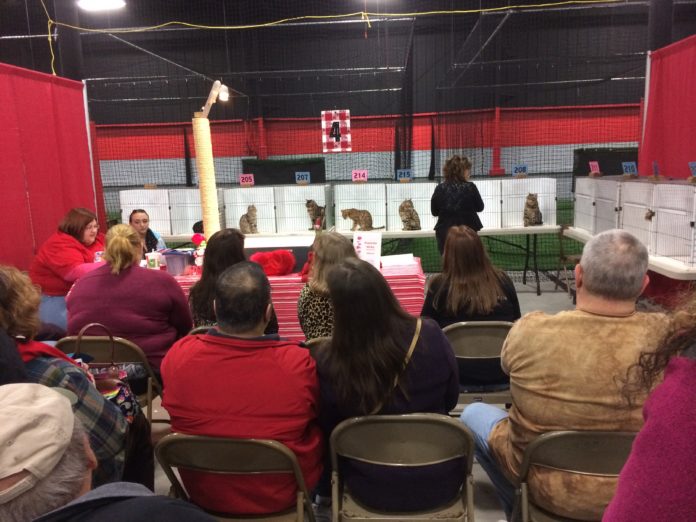 CatShow3_JMolnar