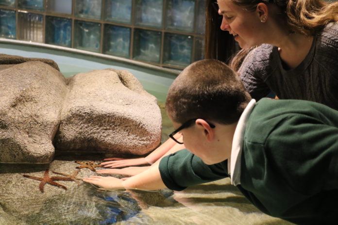 2-3-15 - touching sea stars - Andi Norman