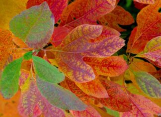 Photographing the fall: Colorful advice for shutterbugs