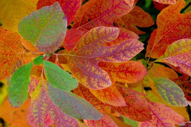 Sassafras leaves