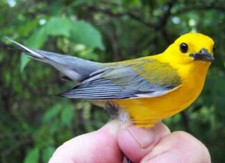 Birding week to draw 64,000 to NW Ohio