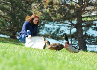 Duck-dumping curbed in Perrysburg