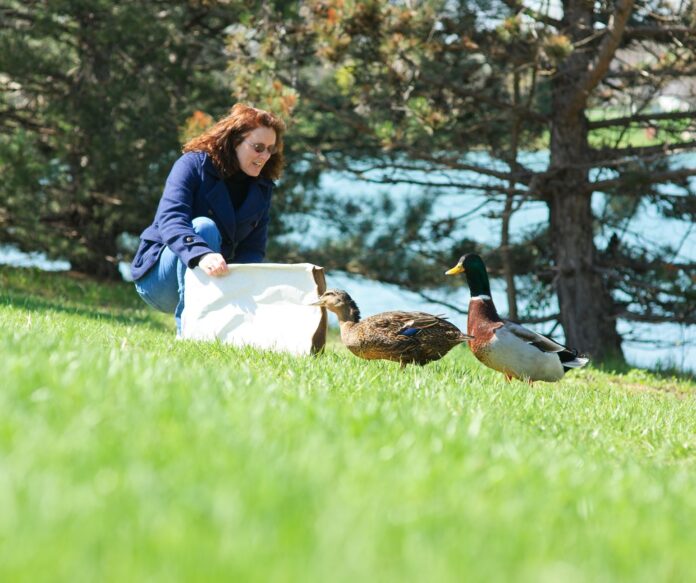ArtDuck