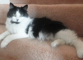 Barhite: Perrysburg woman adopts one lucky cat